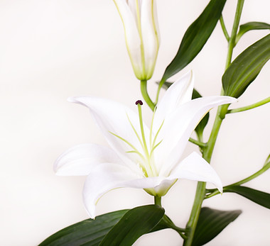 White Lily Flower