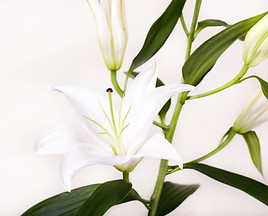 White Lily Flower
