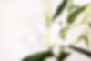 White Lillies