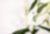 White Lillies
