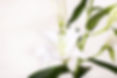 White Lillies