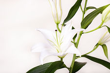 White Lillies