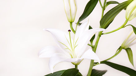 Easter Memorial Lilies for Purchase
