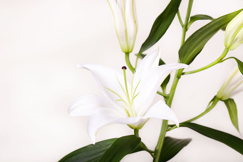 Fresh, White Lillies