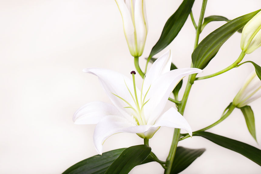 Lillies blanc