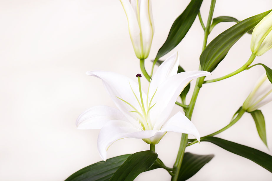 White Lily Flower
