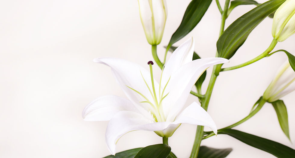 White Lillies