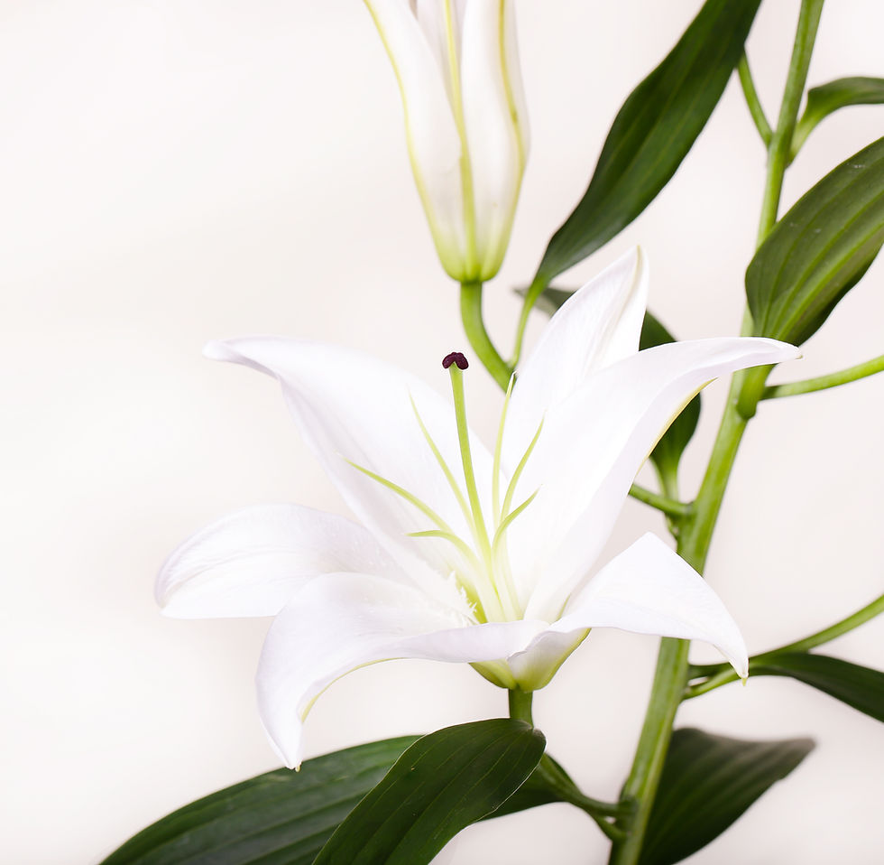 White Lillies