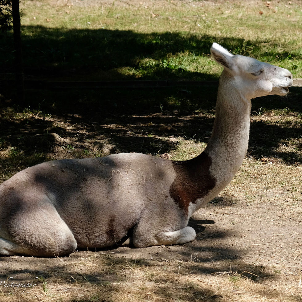 photo-animaux-zoo-de-servion-lama-animal sauvage.jpg