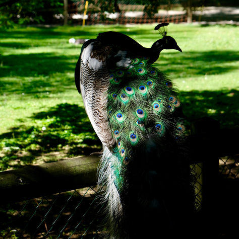 photo-animaux-zoo-de-servion-paon-animal sauvage.jpg