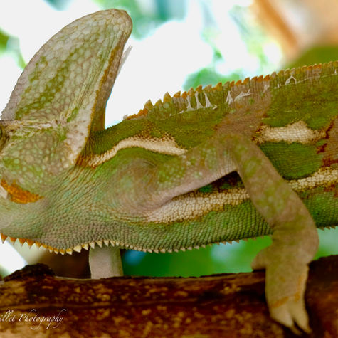 photo-animaux-zoo-de-servion-cameleon-voile-animal sauvage.jpg