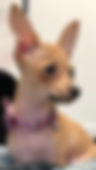 Luci