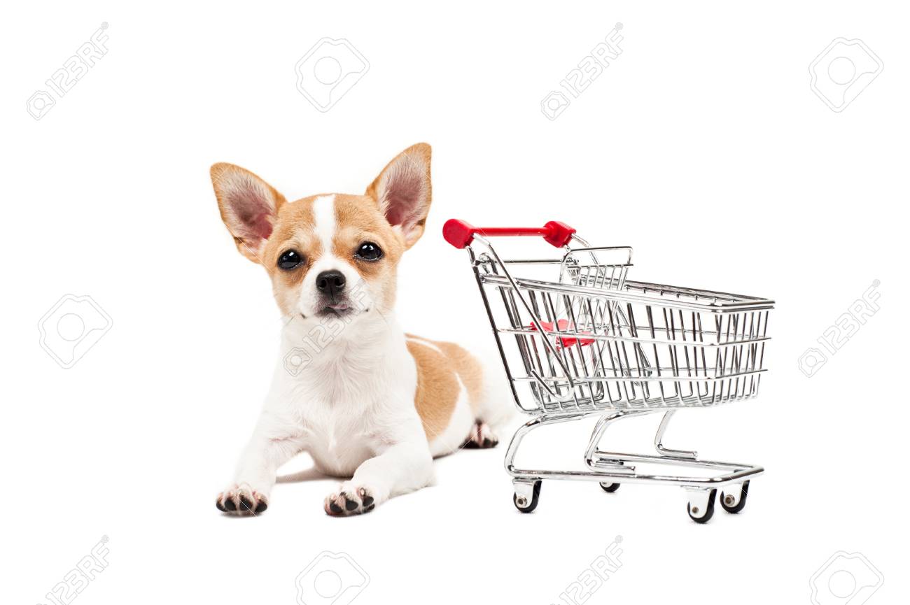 A Purr-fect Fit Animal Rescue & Adoption Center