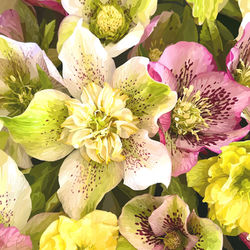 Hellebore 3