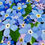 Thumbnail: Forget-me-not