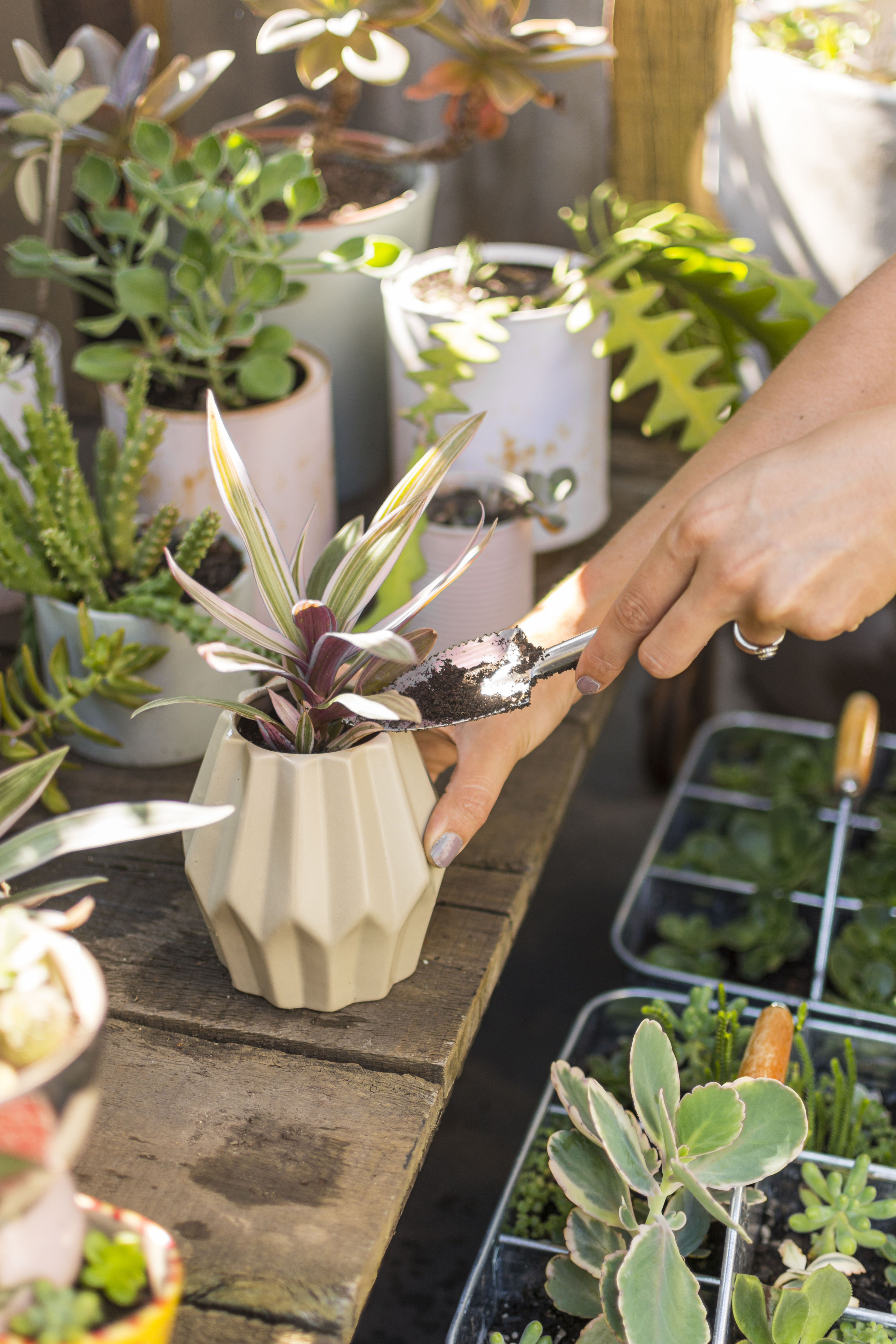 woman-taking-care-her-plants-home.jpg