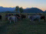 9335B8DF-B375-4A8B-ADC7-DC5B8AD2EE63_1_105_c.jpeg