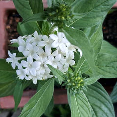 明日はサロンドフォレスタ🎶