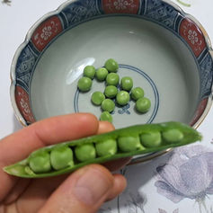 冬と春のあいだ