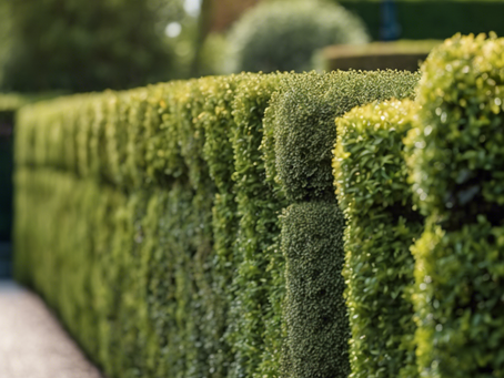 Top-Quality Landscaping Maintenance in Orem, Utah