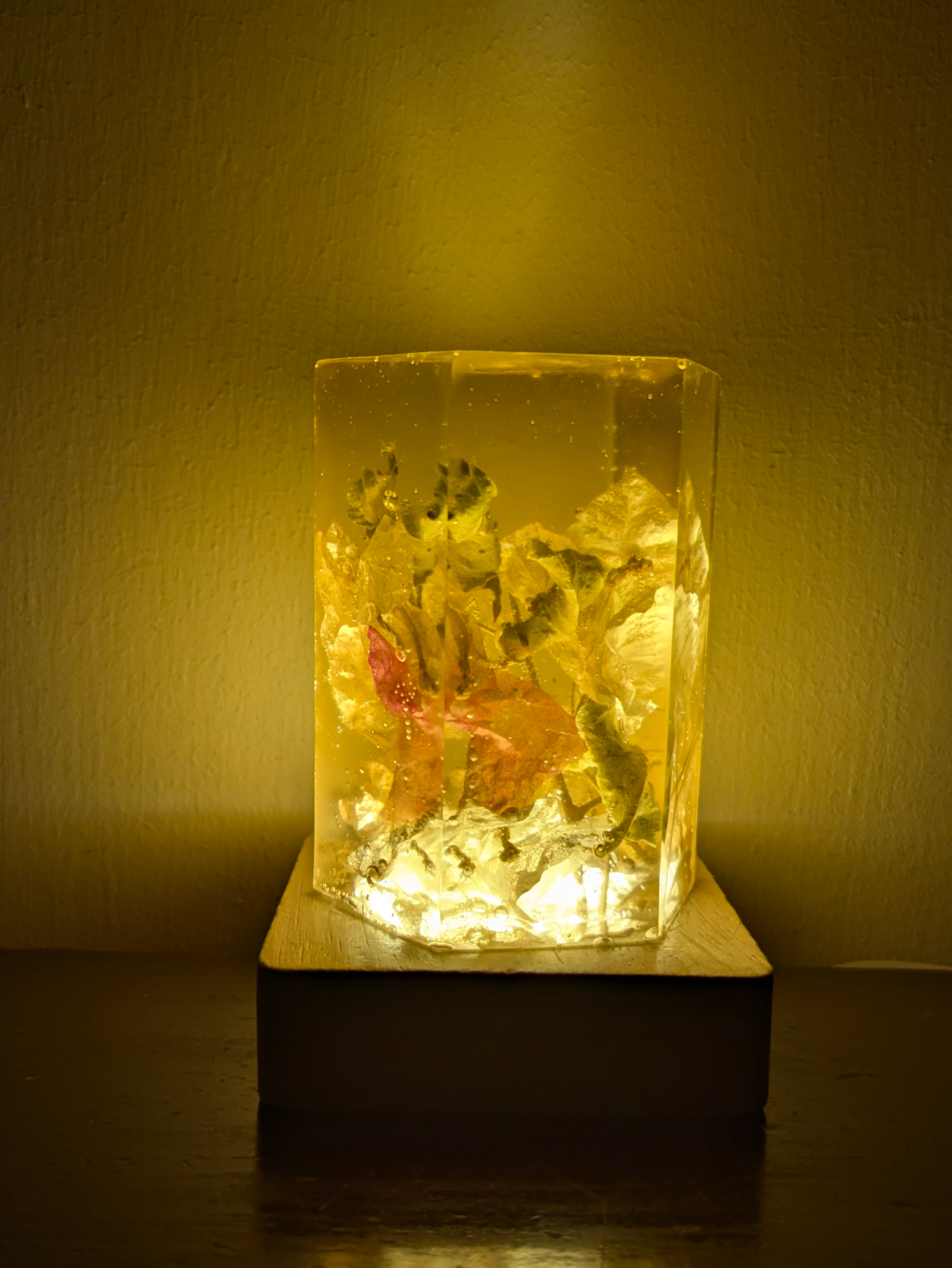 White and red bougainvillea