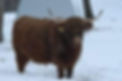 Mandico Cattle Company