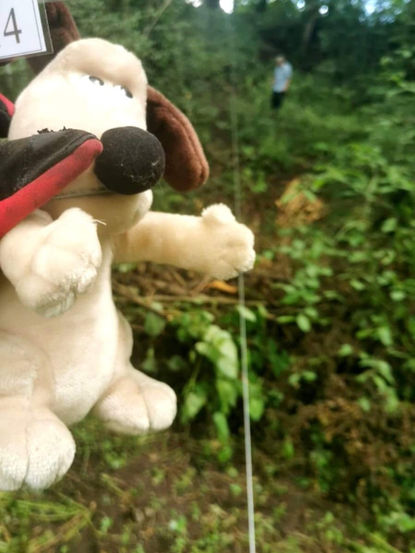 Teddies Zipwire 1.jpg