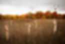 Arms In Fields 2.jpg