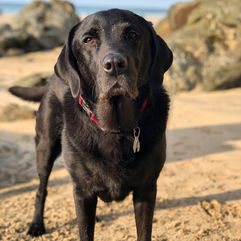 Humphrey the beach bum