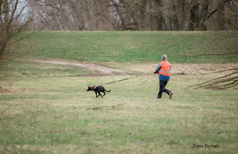 Pies ratowniczy ciągnie do pozoranta