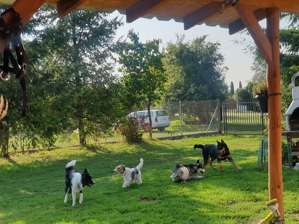 Widok na przytulny pokój w Paw Hotel, gdzie psy mogą odpoczywać