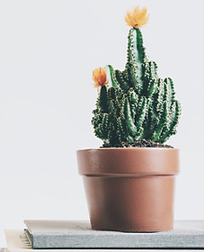 pianta del cactus