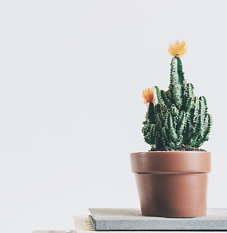 Cactus Plant