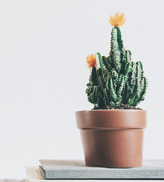 Cactus Plant