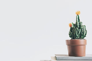 Cactus Plant
