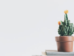 The More of Less:  Stuff, Clutter, and Stress