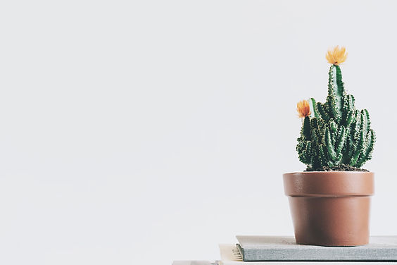 Cactus Plant