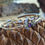 Thumbnail: Amethyst silver bangle 'Reed' - Gemstone bangle - Boho bangle