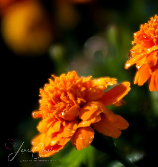 Thumbnail: Spring Flower Collection Series 2 | Digital photos
