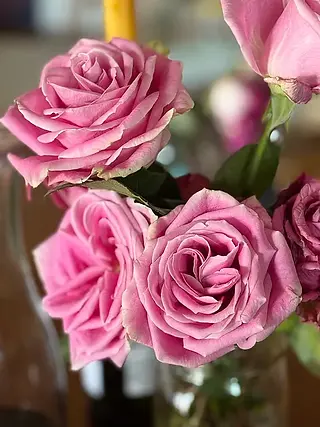 pink roses in full bloom