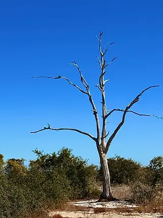 a stark dead tree against a blue sky on the beach