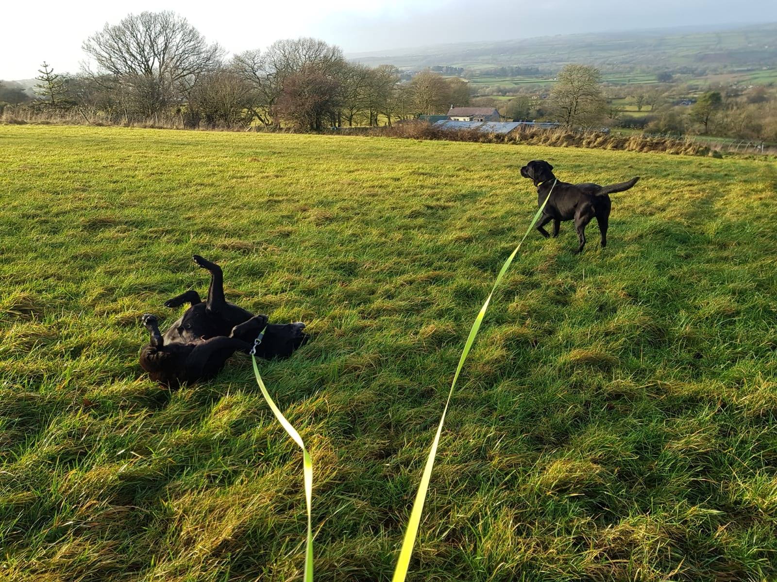 Gallery, Mountain View Boarding Kennels, Llanllwni, Boarding Kennels