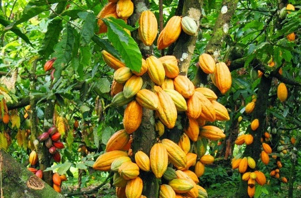 image cacao.jpeg