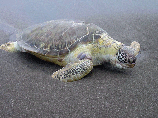Snapper