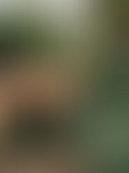 Wanted – someone to teach autistic camels. Must be a Shaolin monk banned (somewhere) for hacki
