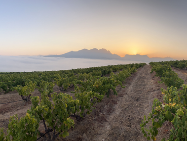 Our Chenin Blanc Journey