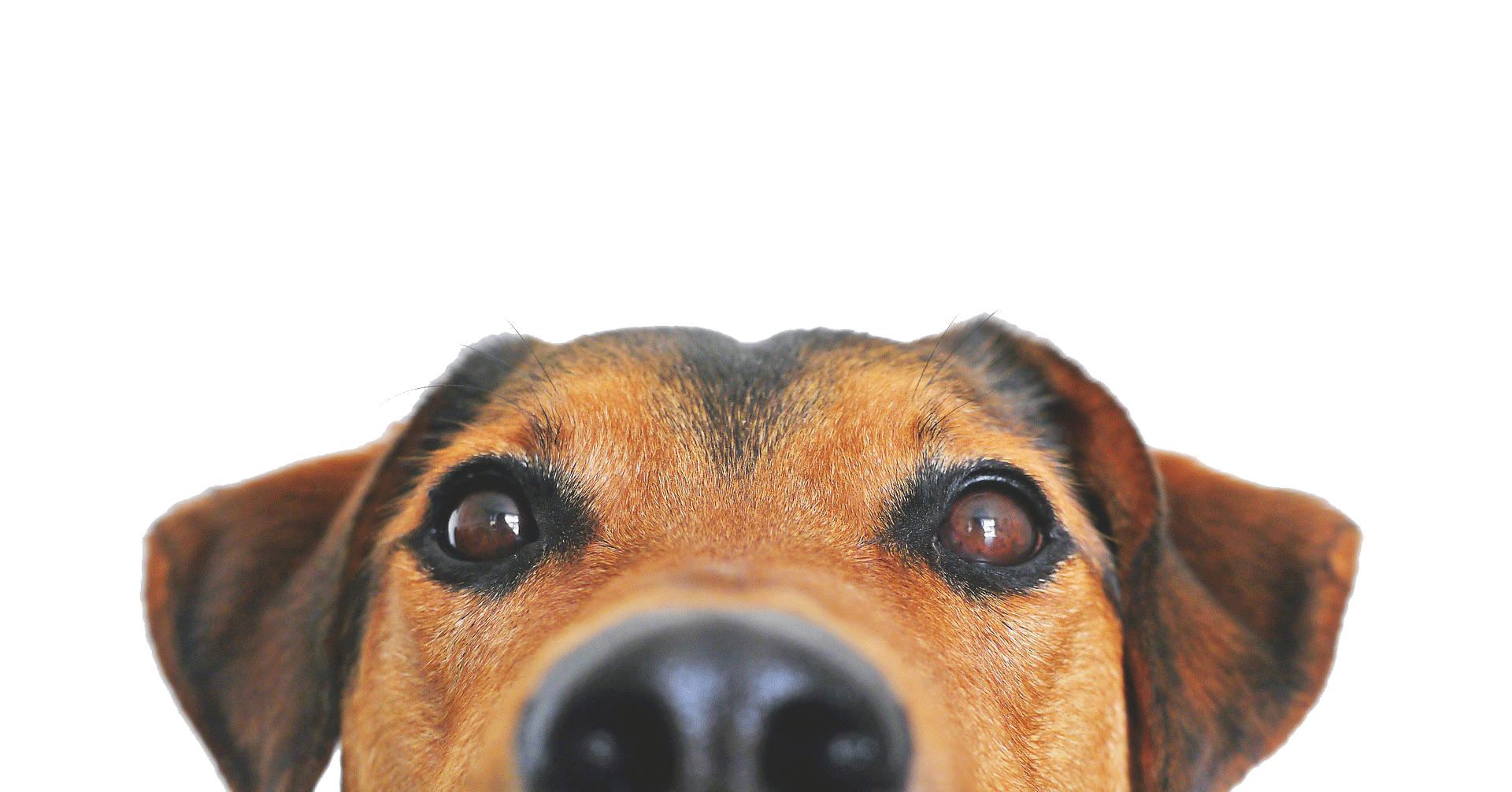 Perro.gif