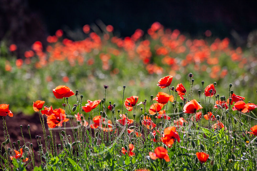 Thumbnail: Red Anemone Flowers