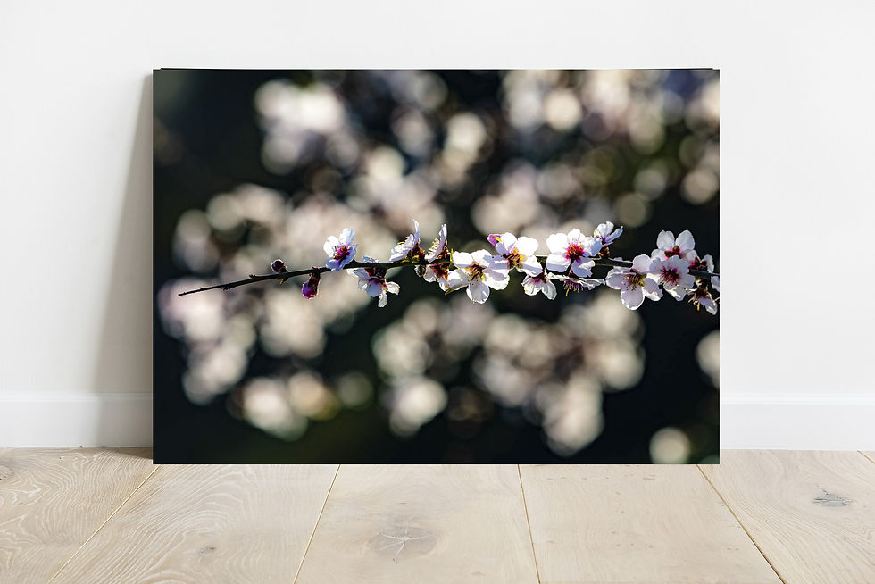 תמונה ממוזערת: אלגנטיות מעודנת, פריחת שקד