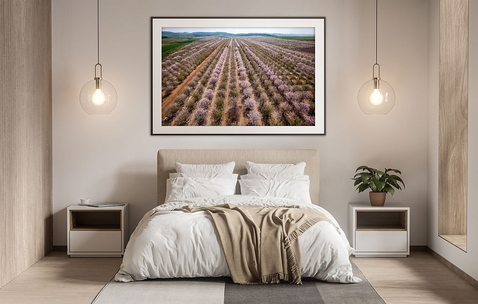 Thumbnail: Almond grove, Israel